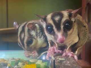 フクロウモモンガの画像