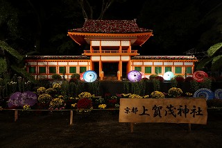 夜菊1