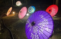 夜菊鑑賞（予定）の画像