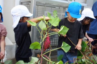 さつまいも掘り