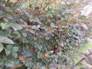 ベニバナトキワマンサク（遠景）