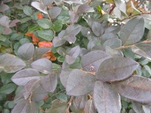 ベニバナトキワマンサク（近景）