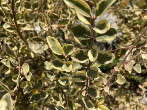 シルバープリベット（近景）