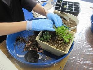 寄せ植えの様子