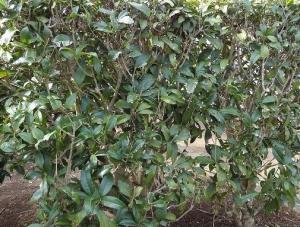 キンモクセイ（遠景）