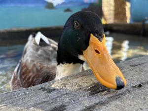 アイガモの画像