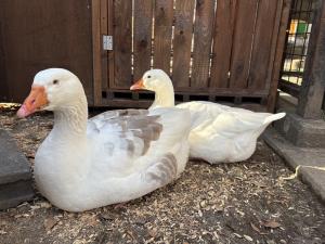 ガチョウの画像