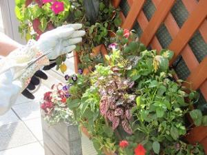 花サポ活動風景