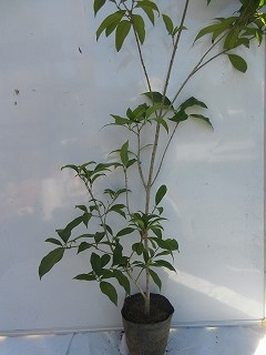 キンモクセイ全体