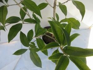 キンモクセイ接写