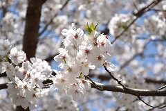 ミシマザクラ花