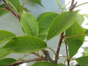 ミシマザクラ葉