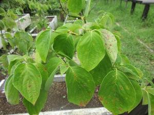 ハナミズキ接写