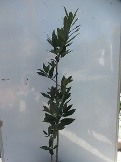 ゲッケイジュ全体