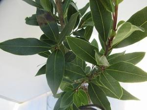 ゲッケイジュ接写