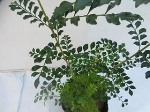 シマトネリコ接写