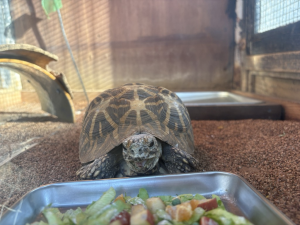 インドホシガメの画像