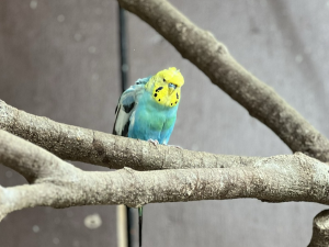 セキセイインコの画像