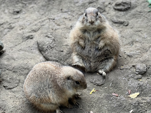 プレーリードッグの画像