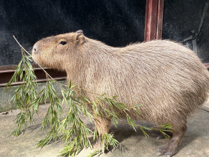 カピバラの画像
