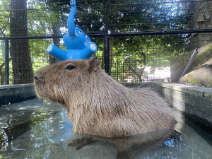 カピバラのお風呂の画像