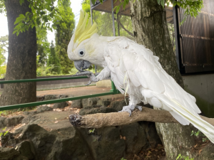 キバタンの画像