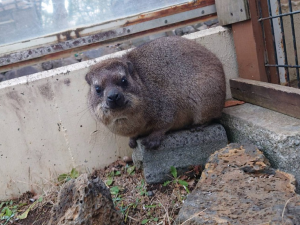 ケープハイラックスの画像