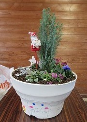 寄せ植え完成品