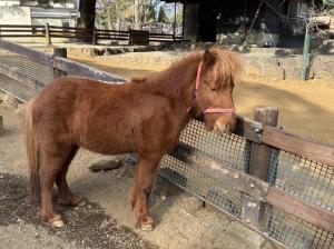 ミニチュアホースの画像