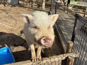 ミニブタの画像