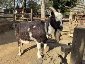 ヤギの画像
