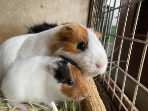 モルモットの画像