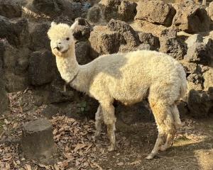 アルパカの画像