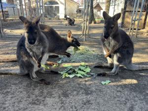 ベネットワラビーの画像