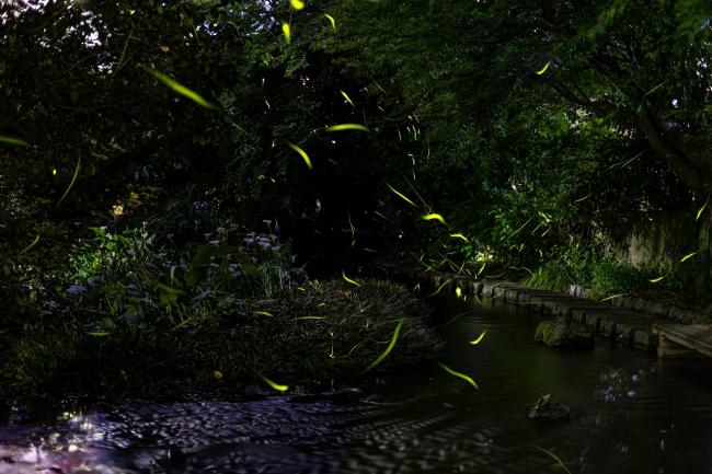 ホタルが飛ぶ様子