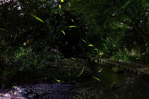 ホタルが飛ぶ様子