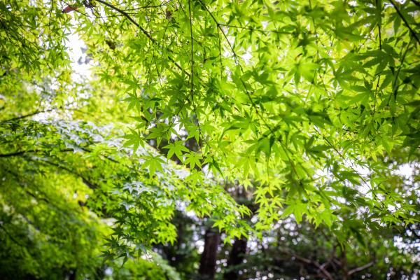 新緑の写真