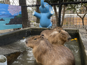 カピバラのお風呂の画像