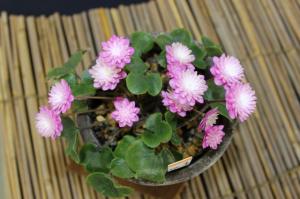 雪割草と山野草展の画像1