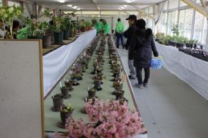 雪割草と山野草展の画像2