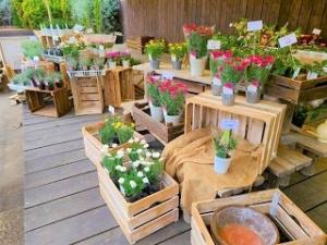 東部鉢花研究会の画像1