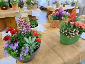 東部鉢花研究会の画像2