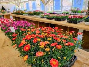 東部鉢花研究会の画像4