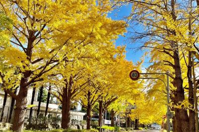 日大前の銀杏並木写真