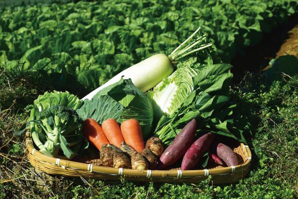 箱根西麓三島野菜