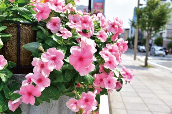 大通り商店街の花