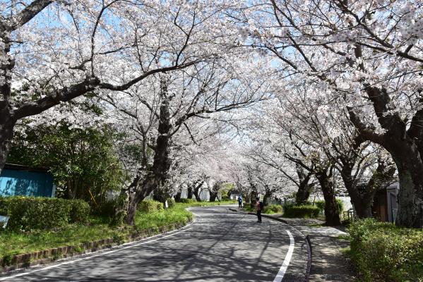 桜並木