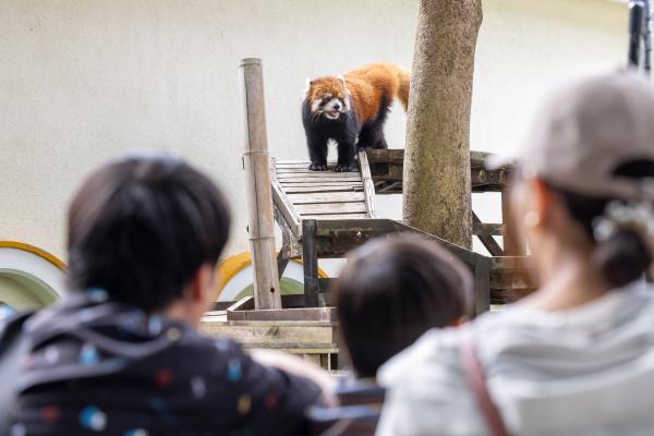 レッサーパンダ