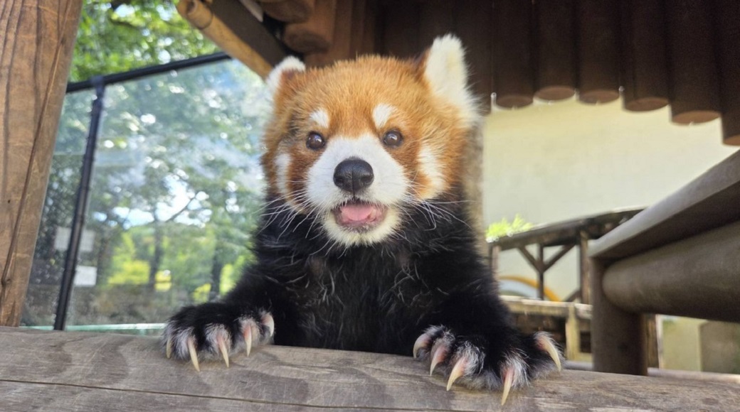 レッサーパンダの写真