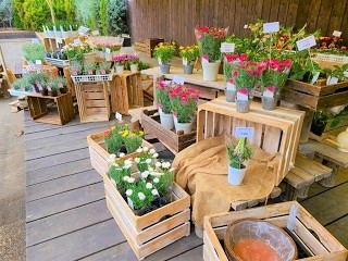 東部鉢花研究会の画像1